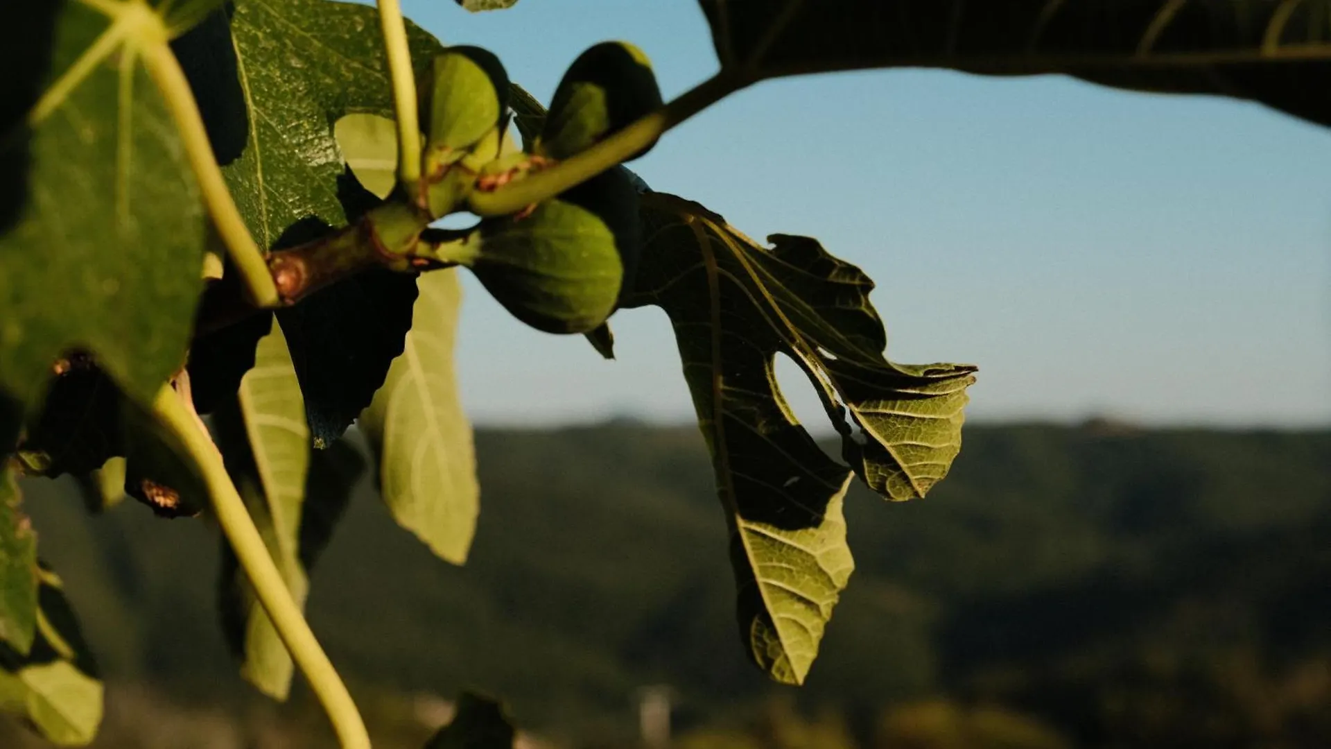 Farma Vin Hotel - Wine Resort And Agriturismo Montieri