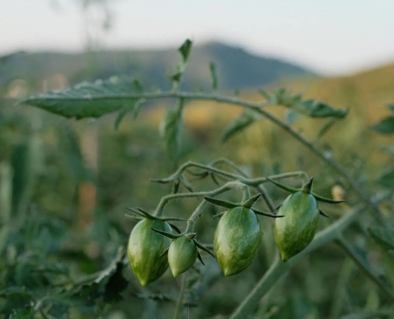 Bauernhof Vin Hotel - Wine Resort And Agriturismo Montieri Italien